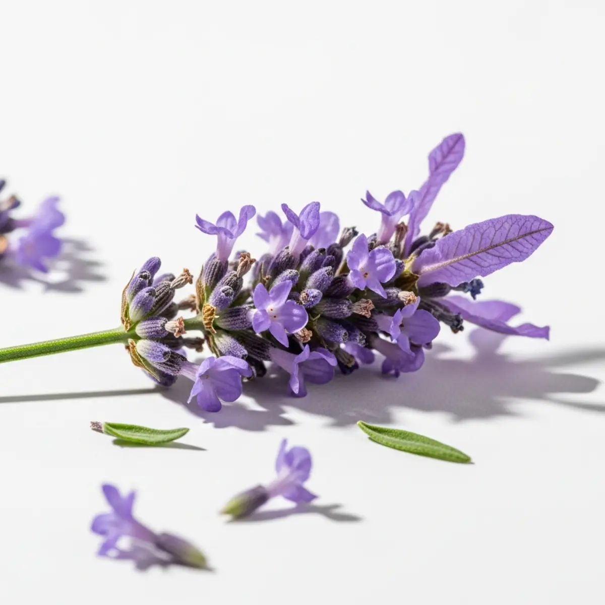 Pure Lavender Essential Oil - Image 3