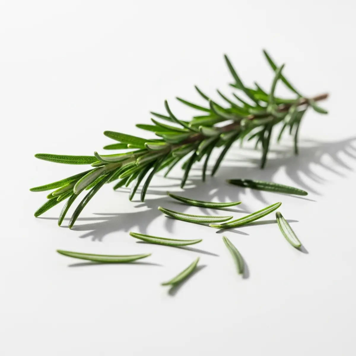 Pure Rosemary Essential Oil - Image 3