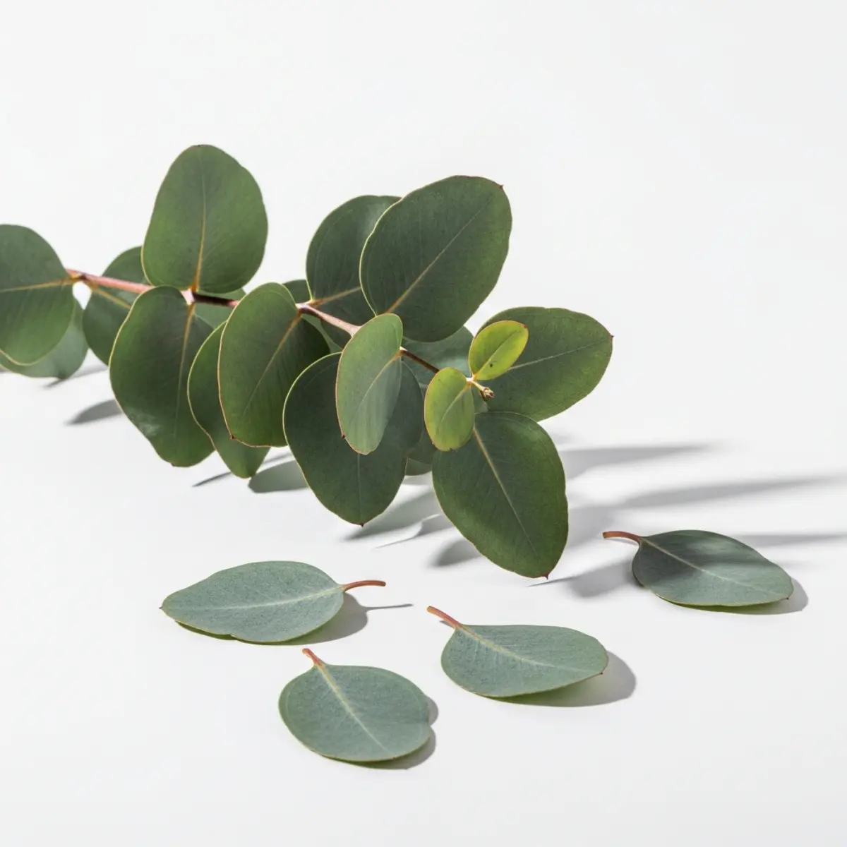 Pure Eucalyptus Essential Oil - Image 3