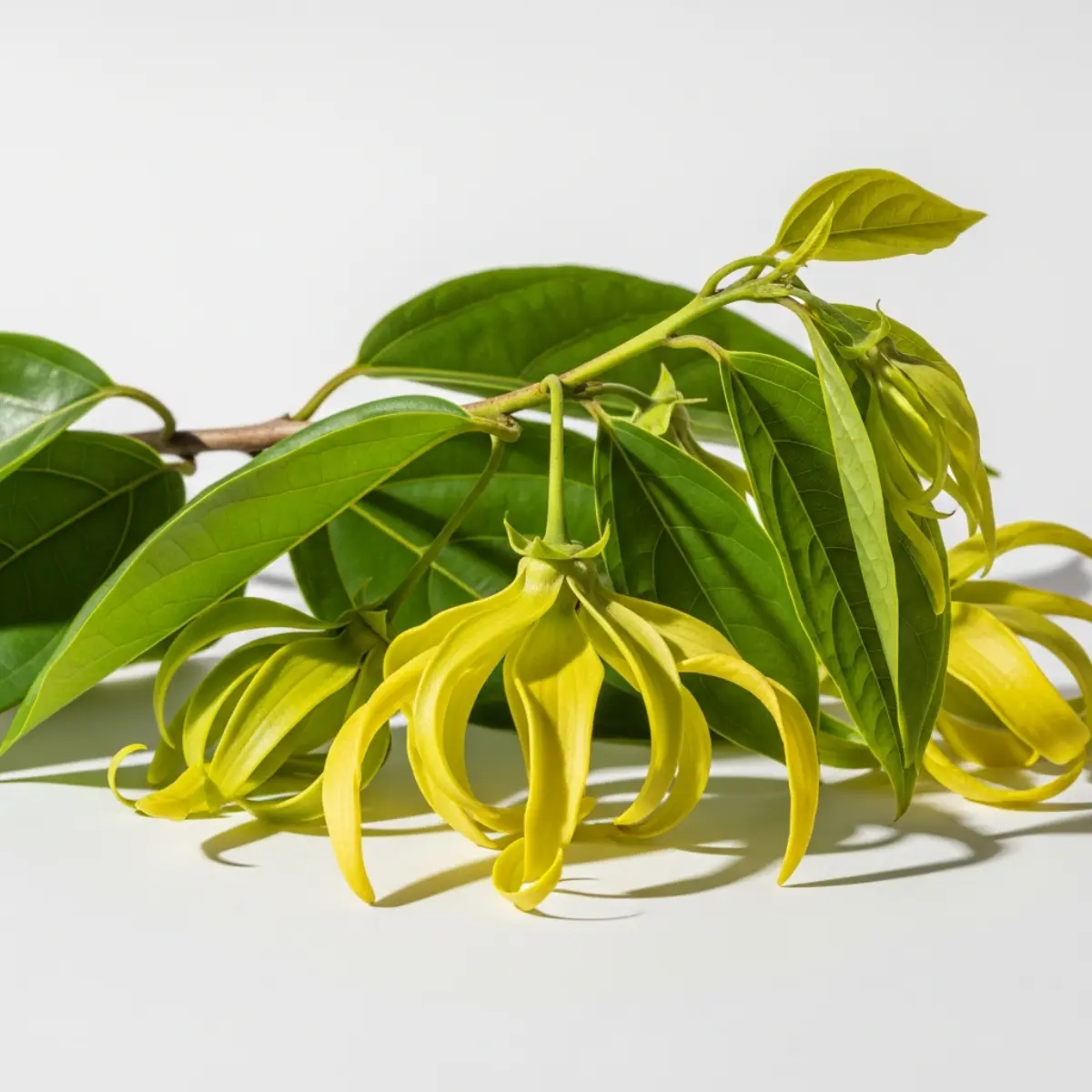 Pure Ylang Ylang Essential Oil - Image 3